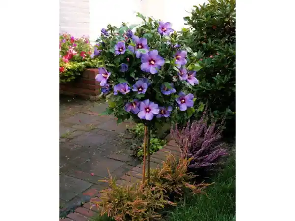 Bild 2 von Hibiskus Oiseau bleu® zum Stämmchen gezogen, blau blühend
