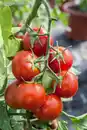 Bild 1 von XXL Gemüsepflanzen Snacktomate Solanum Lycopersicum 17 cm Topf