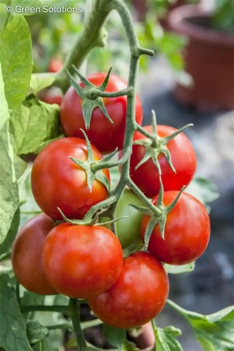 Bild 1 von XXL Gemüsepflanzen Snacktomate Solanum Lycopersicum 17 cm Topf