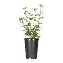Bild 3 von GARDENLINE Gartenhibiskus