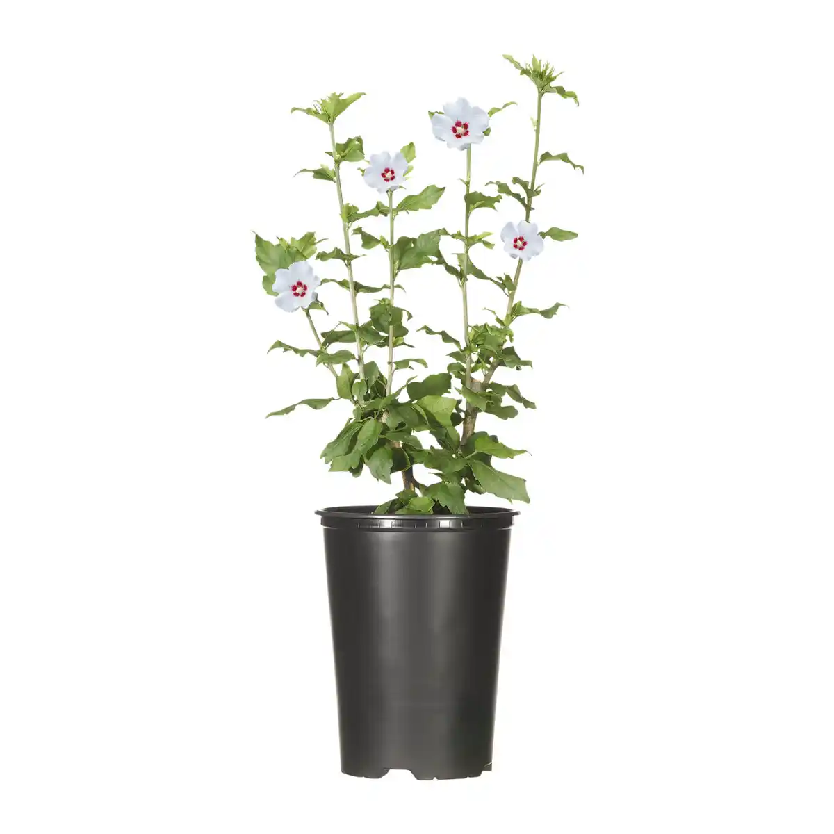 Bild 3 von GARDENLINE Gartenhibiskus
