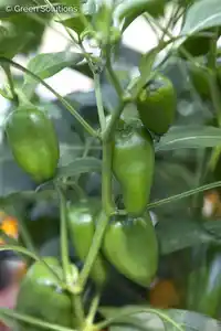 XXL Gemüsepflanzen Snackpaprika Trio Capsicum annuum 17 cm Topf