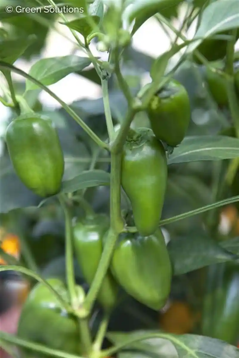 Bild 1 von XXL Gemüsepflanzen Snackpaprika Trio Capsicum annuum 17 cm Topf