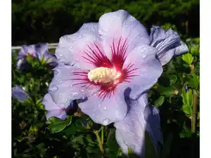 Hibiskus Oiseau bleu® zum Stämmchen gezogen, blau blühend