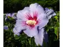 Bild 1 von Hibiskus Oiseau bleu® zum Stämmchen gezogen, blau blühend