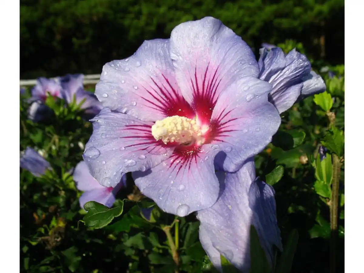 Bild 1 von Hibiskus Oiseau bleu® zum Stämmchen gezogen, blau blühend
