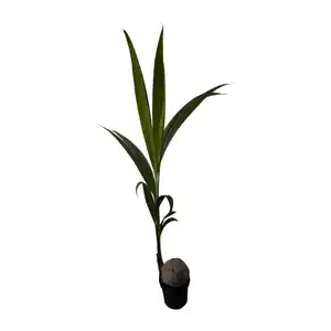 GARDENLINE Kokospalme