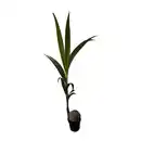 Bild 1 von GARDENLINE Kokospalme