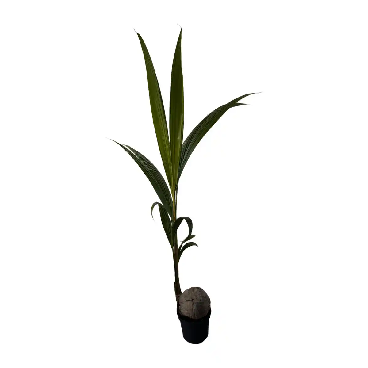 Bild 1 von GARDENLINE Kokospalme