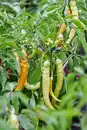 Bild 1 von XXL Gemüsepflanzen Peperoni Capsicum annuum 17 cm Topf