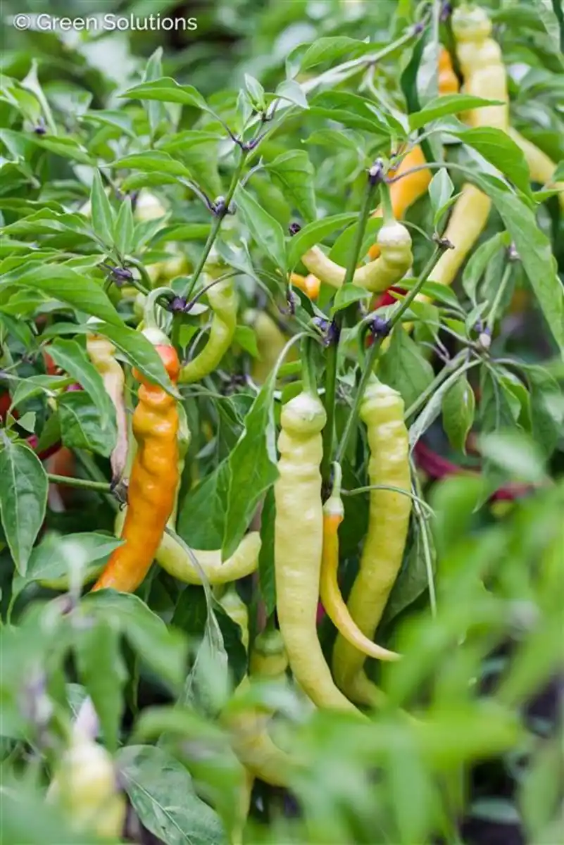 Bild 1 von XXL Gemüsepflanzen Peperoni Capsicum annuum 17 cm Topf