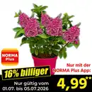 Bild 1 von Rispenhortensie