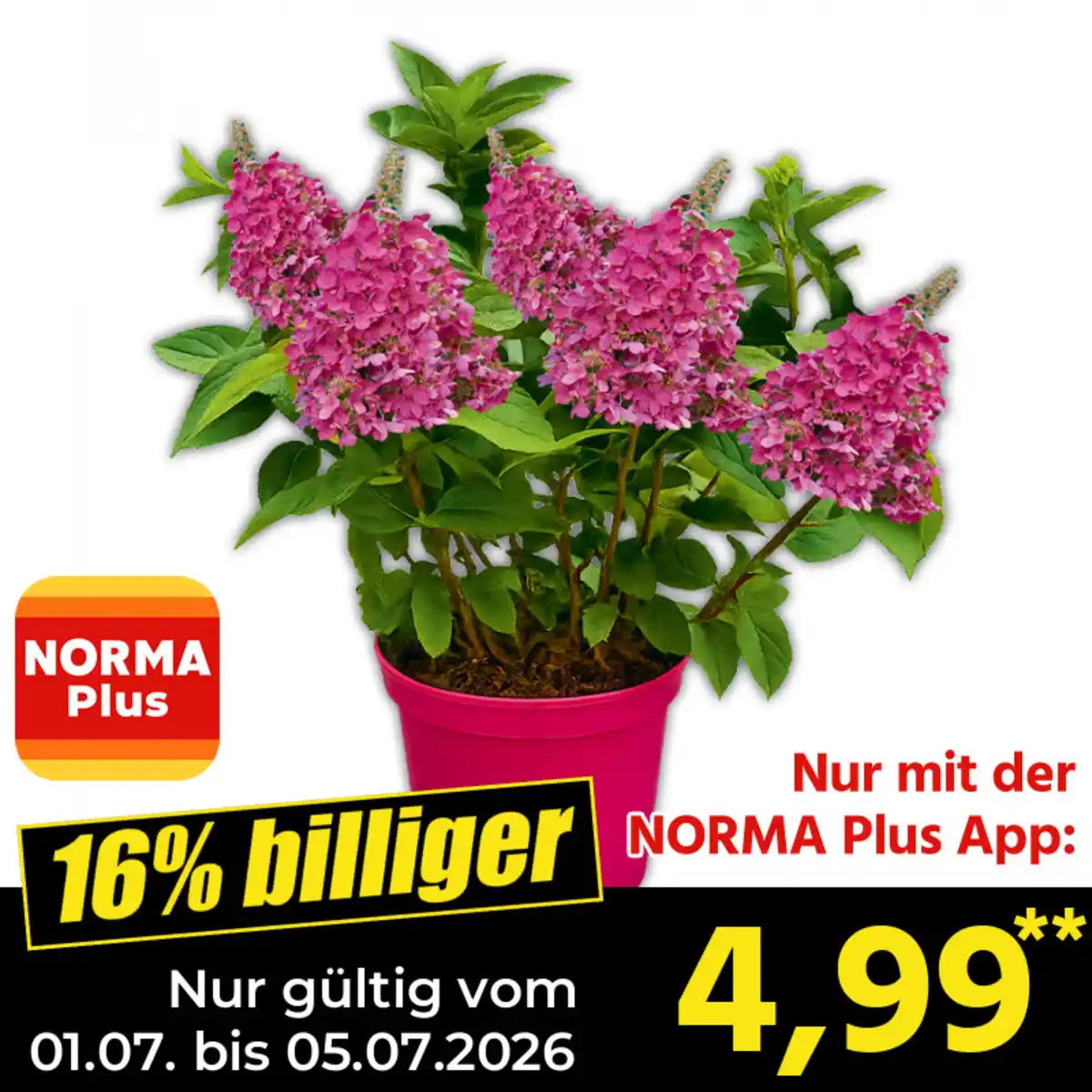Bild 1 von Rispenhortensie
