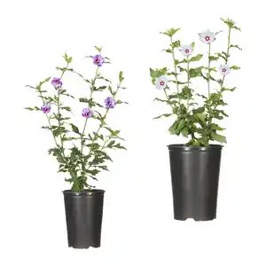 GARDENLINE Gartenhibiskus