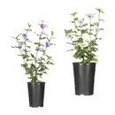 Bild 1 von GARDENLINE Gartenhibiskus