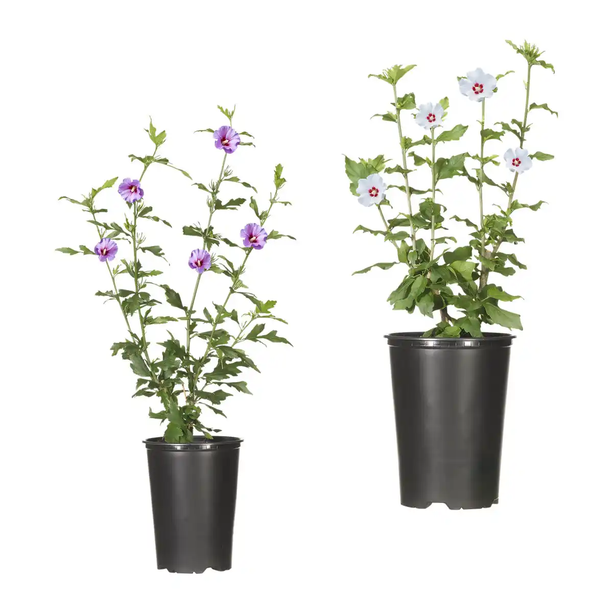 Bild 1 von GARDENLINE Gartenhibiskus