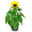Bild 1 von GARDENLINE Sommerblumen, Helianthus