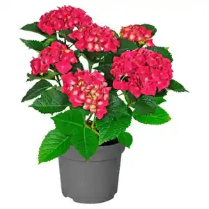 GARDENLINE Hortensien-Busch, Rot/Rosa