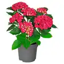 Bild 1 von GARDENLINE Hortensien-Busch, Rot/Rosa