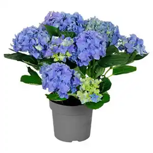 GARDENLINE Hortensien-Busch, Blau