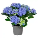 Bild 1 von GARDENLINE Hortensien-Busch, Blau