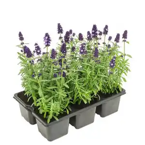 GARDENLINE Lavendel 6er-Tray