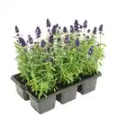 Bild 1 von GARDENLINE Lavendel 6er-Tray