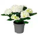 Bild 1 von GARDENLINE Hortensien-Busch, Weiß