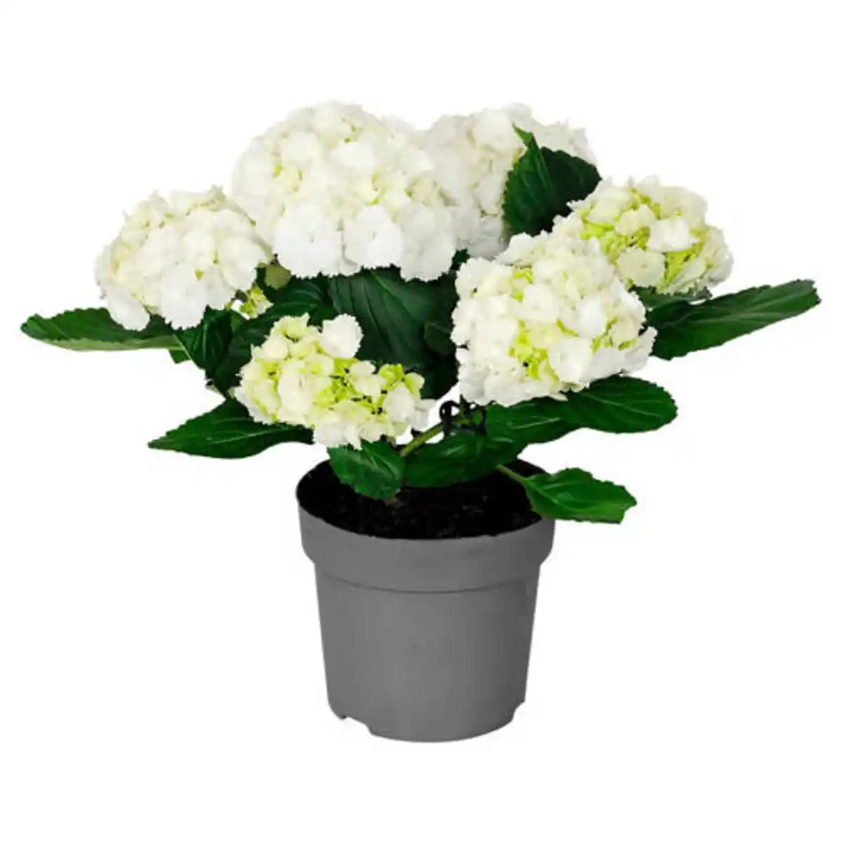 Bild 1 von GARDENLINE Hortensien-Busch, Weiß