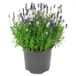 GARDENLINE Lavendel Duo