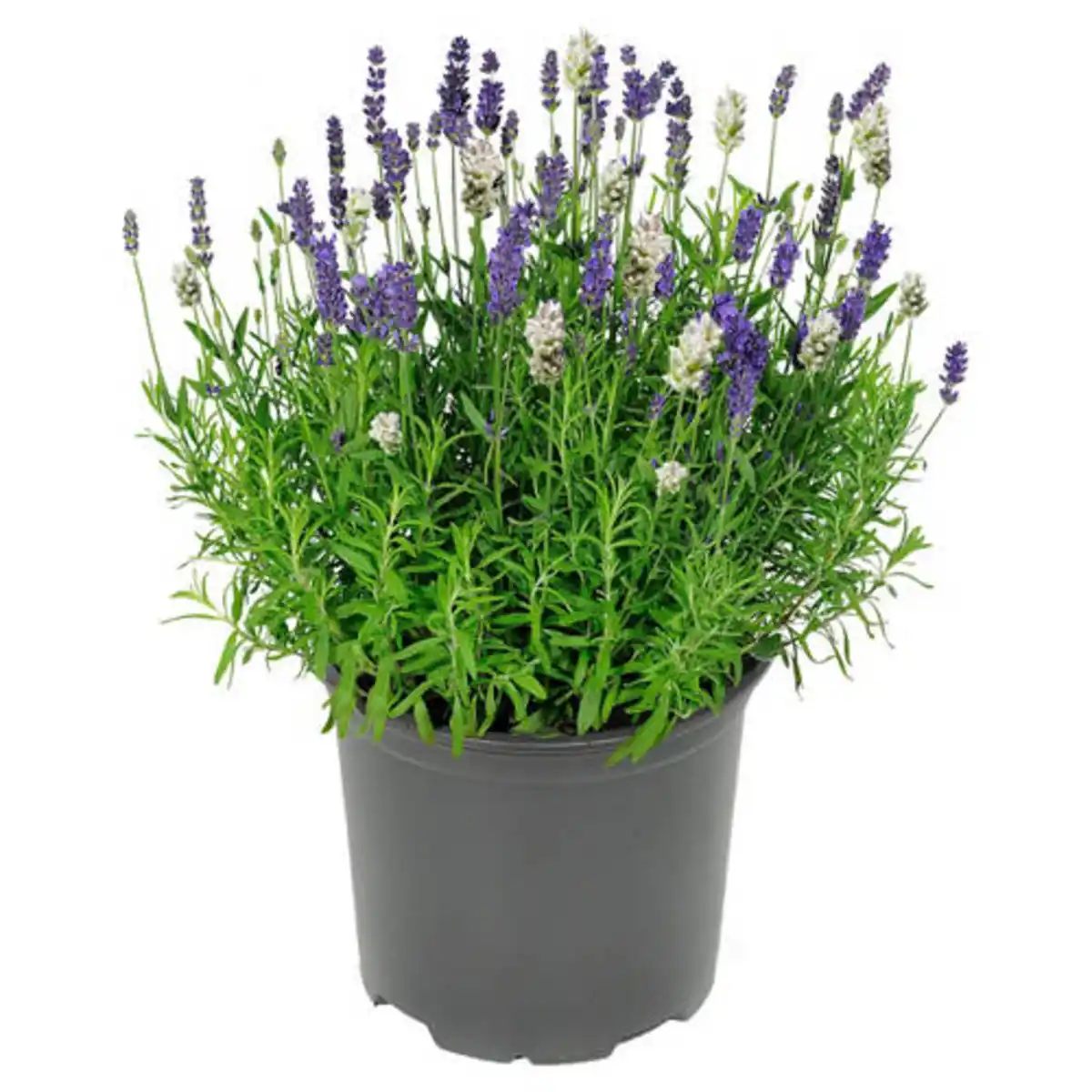 Bild 1 von GARDENLINE Lavendel Duo