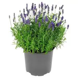 GARDENLINE Lavendel