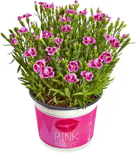 Beet- & Balkonpflanzen