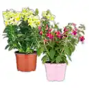 Bild 1 von Sommerblumen Mix
