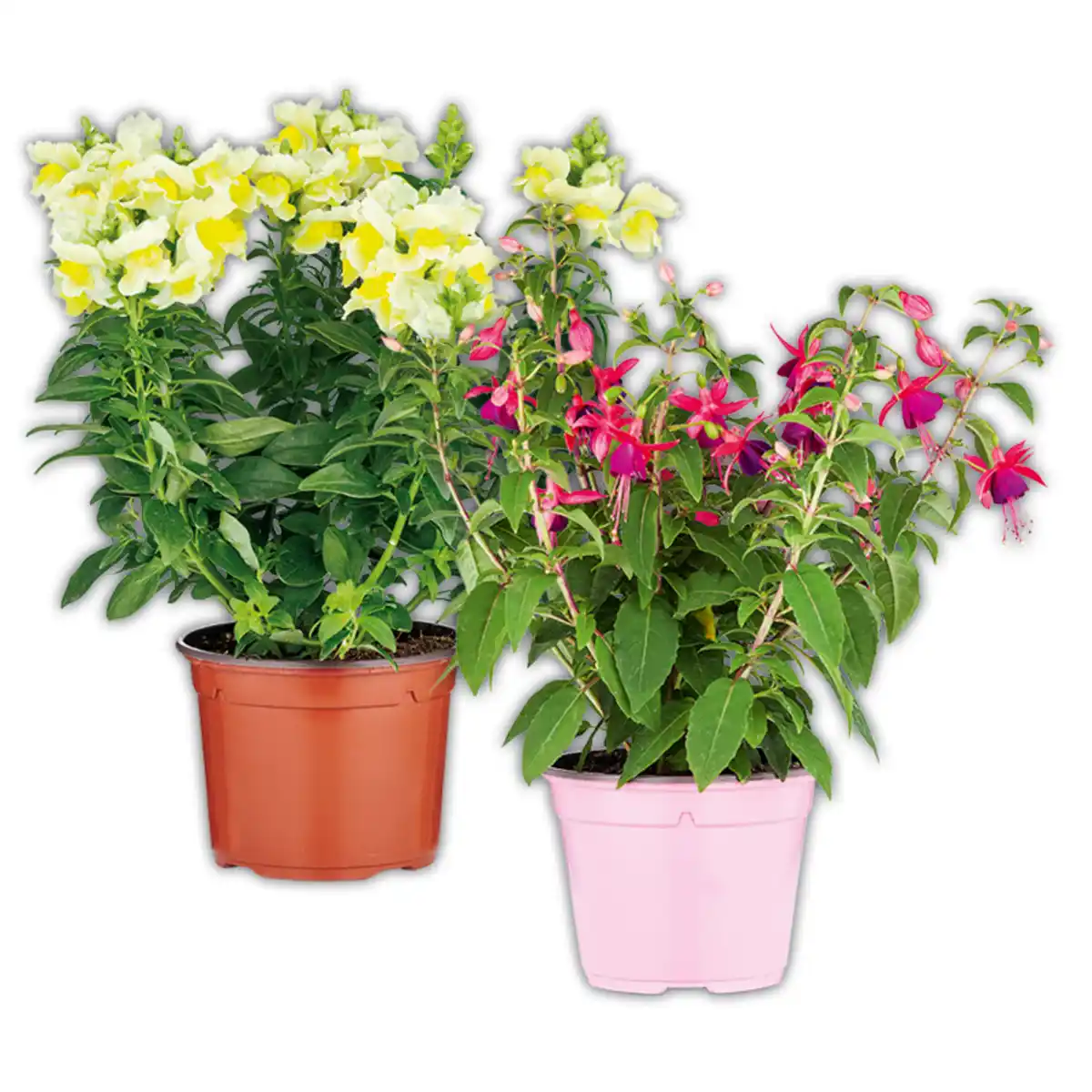 Bild 1 von Sommerblumen Mix