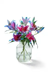 Lilien oiental gefärbt, Bund
