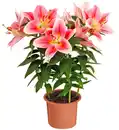 Bild 1 von Lilien