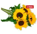 Bild 1 von Sonnenblumen*