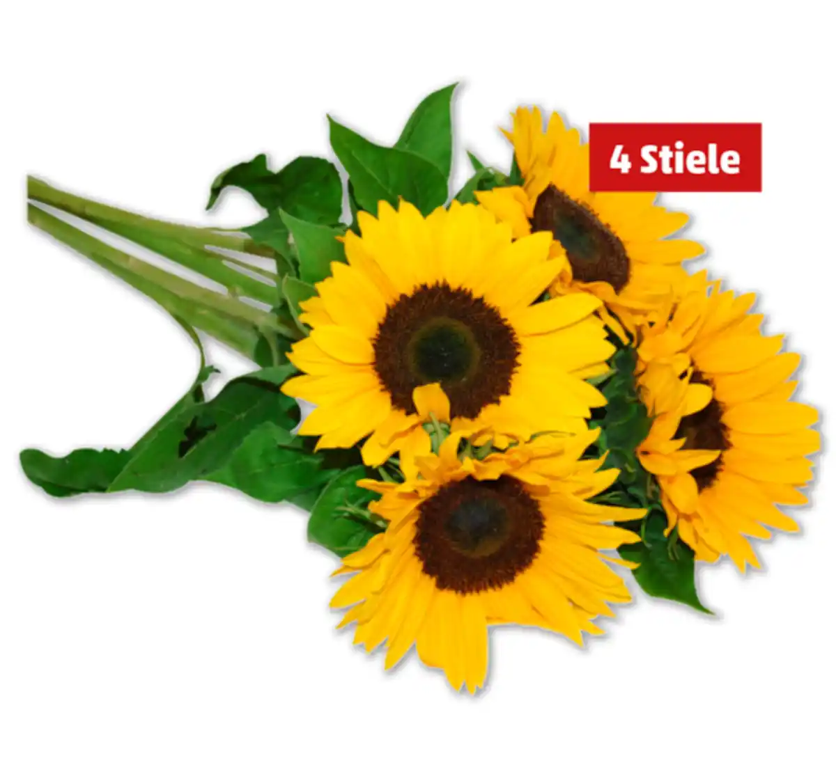Bild 1 von Sonnenblumen*