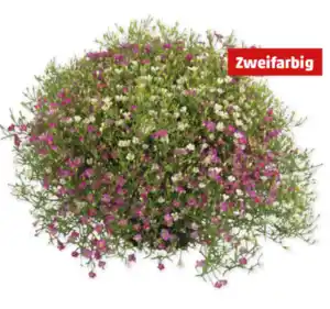 Schleierkraut*
