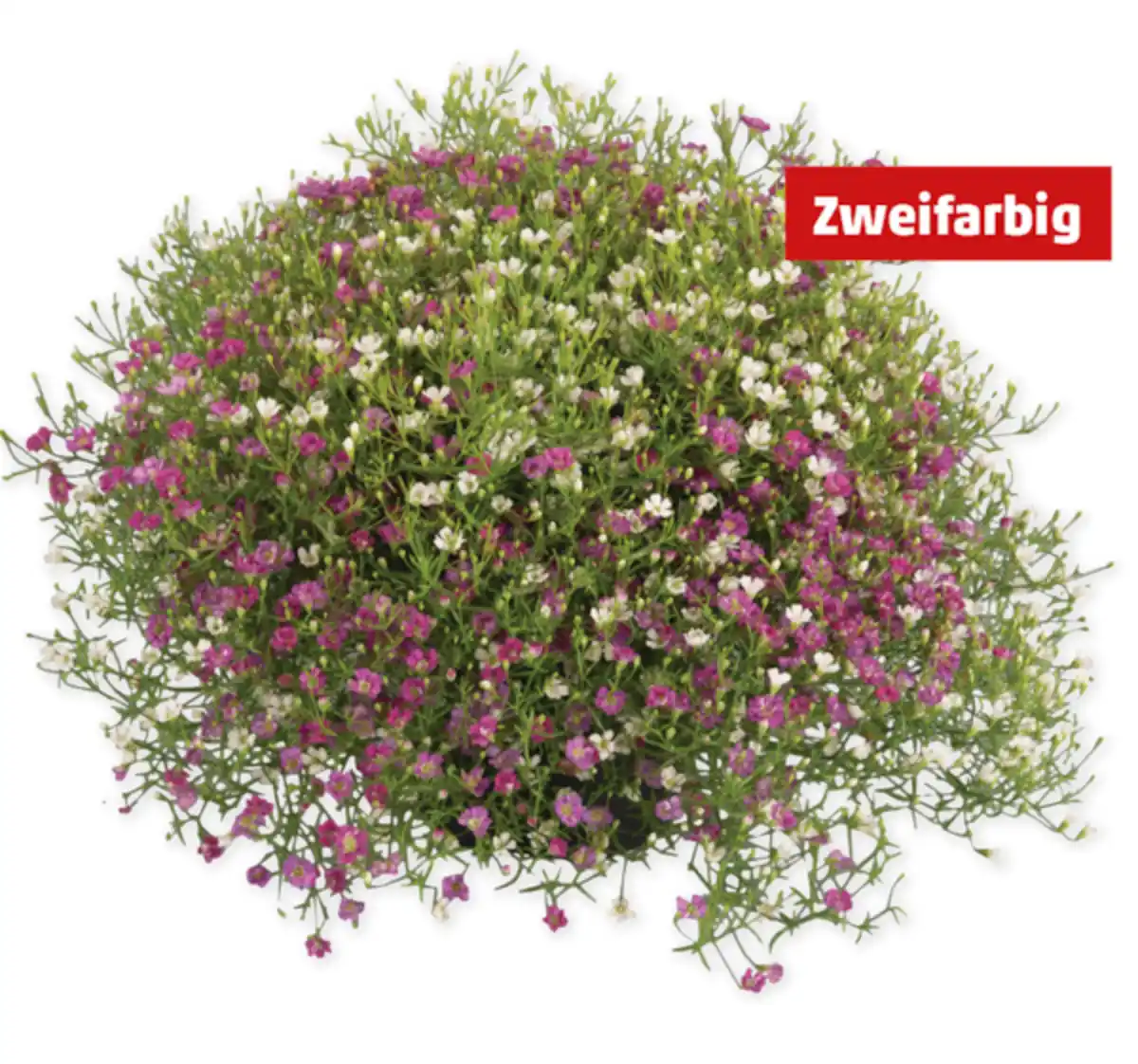 Bild 1 von Schleierkraut*