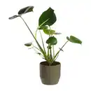 Bild 2 von GARDENLINE Palme / Grünpflanze