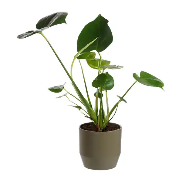 Bild 2 von GARDENLINE Palme / Grünpflanze