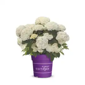 Schneeballhortensie Hydrangea Hydrangea arborescens »FlowerWOW®«