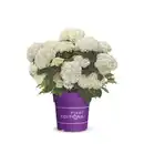 Bild 1 von Schneeballhortensie Hydrangea Hydrangea arborescens »FlowerWOW®«