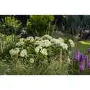 Bild 3 von Schneeballhortensie Hydrangea Hydrangea arborescens »FlowerWOW®«