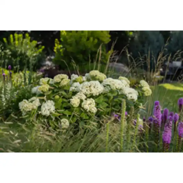 Bild 3 von Schneeballhortensie Hydrangea Hydrangea arborescens »FlowerWOW®«