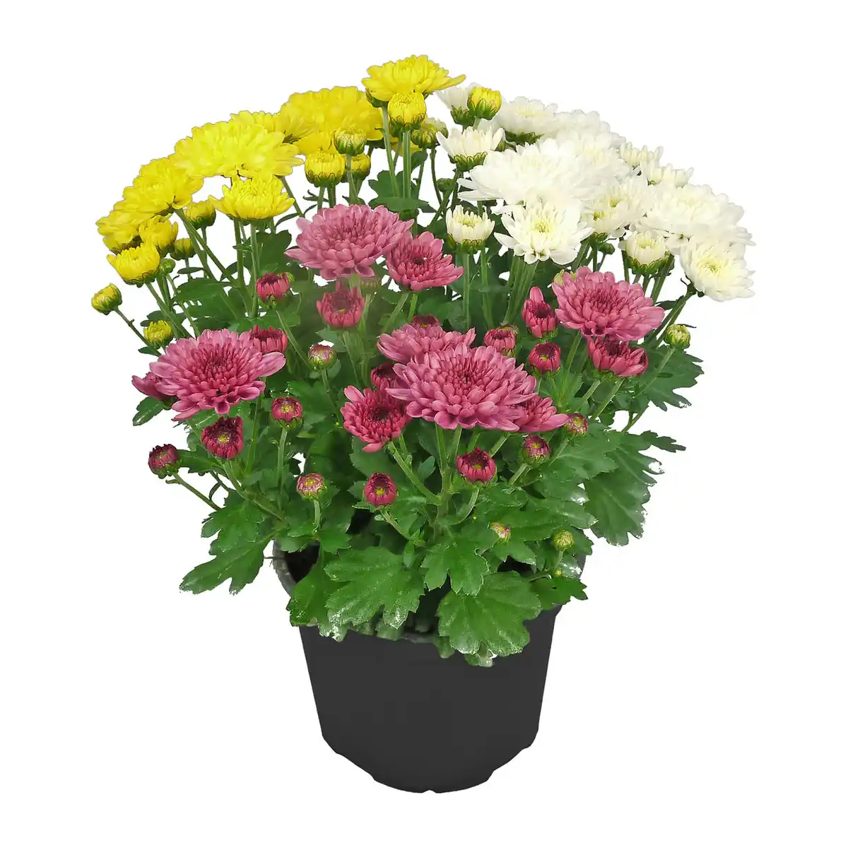 Bild 4 von GARDENLINE Chrysanthemen / -Trio