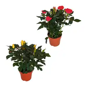 GARDENLINE Topfrose