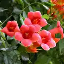 Bild 2 von Pflanze, Trompetenblume, rot-orange blühend